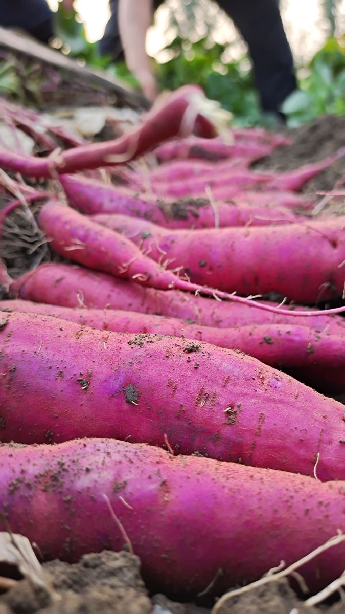 ��ҳ| ����ᡤjnh�й��ٷ���վ