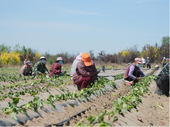 ��ҳ| ����ᡤjnh�й��ٷ���վ