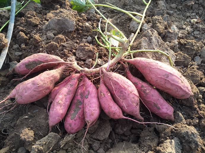 ��ҳ| ����ᡤjnh�й��ٷ���վ